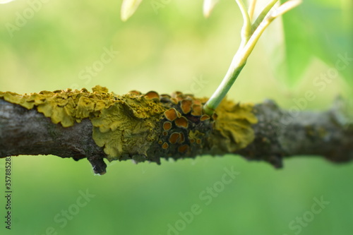 Fototapeta Naklejka Na Ścianę i Meble -  Złotorost ścienny. Porosty na gałęzi.