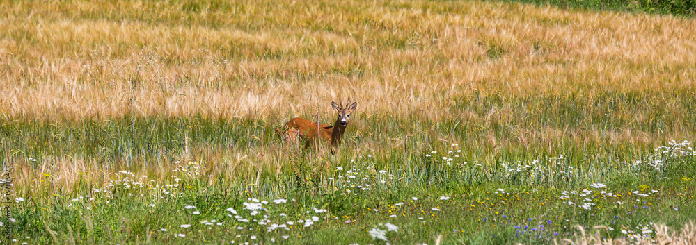  deer in a long grass