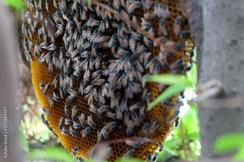 Bees make a nest on a branch
