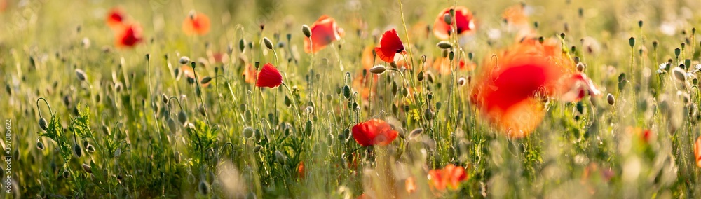 Poppy flowers in the field, Warsaw, Poland - obrazy, fototapety, plakaty 