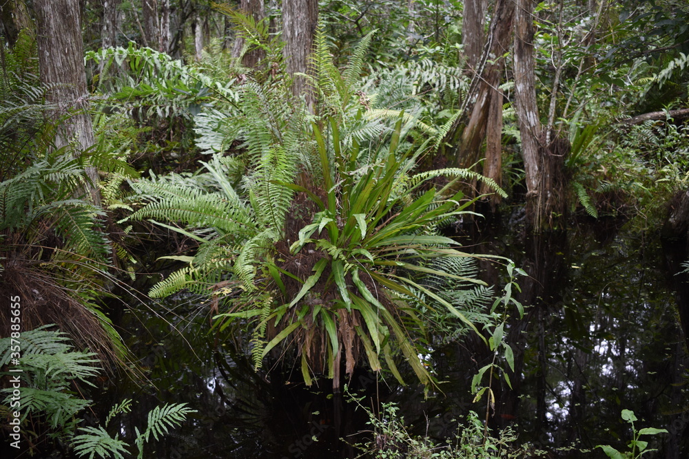 Fototapeta premium wild ferns