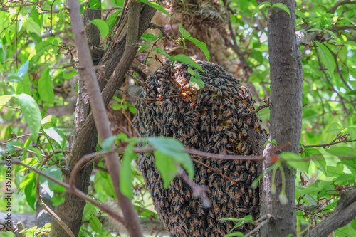 Bees make a nest on a branch