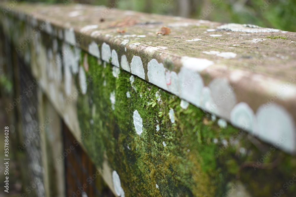 Fototapeta premium moss and fungus