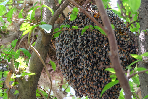Bees make a nest on a branch