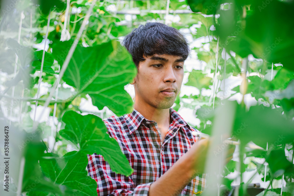 The farmer is checking the quality of the melon at the melon farm in a plastic house The farmer is checking the quality of the melon at the melon farm in a plastic house