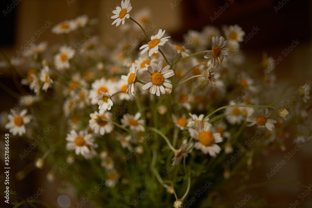 Fototapeta premium Bouquet of white daisies. Photo for a holiday card. Mothers Day. Father's day. Beautiful bouquet of daisies .