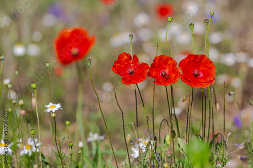 Red poppies in the open air  with blue  green and white backgrounds. with daisies  cornflowers.