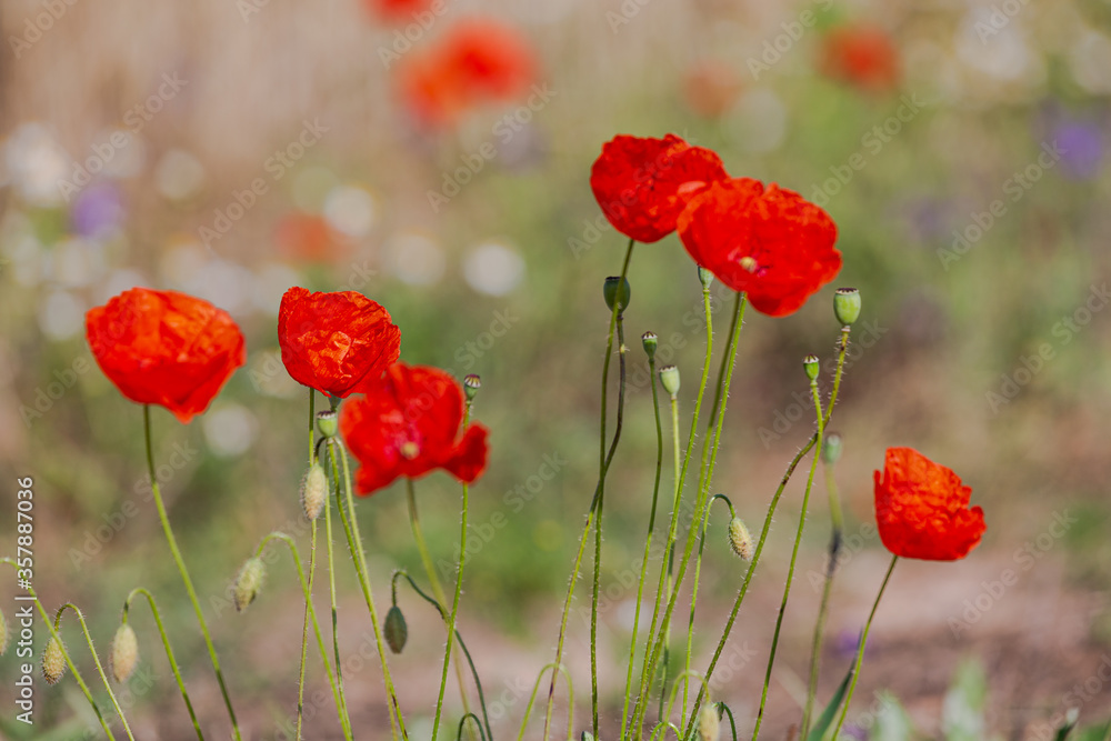 Fototapeta premium Red poppies in the open air, with blue, green and white backgrounds. with daisies, cornflowers.