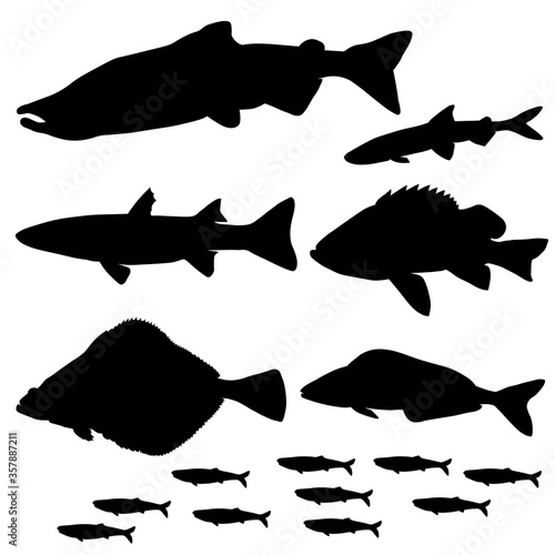 Set of sea fish. Chum salmon, mullet, sprat, smelt, sea bass, halibut, lingcod. Vector image.