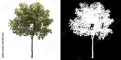 Left view of tree (Acer Negundo Odessanum) png with alpha channel to cutout made with 3D render