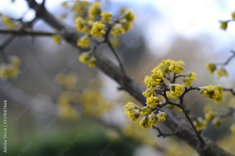 Dogwood Cornus Cornelian branch, soft close up of branch with buds and flowers Dogwood Cornus Cornelian branch, soft close up of branch with buds and flowers