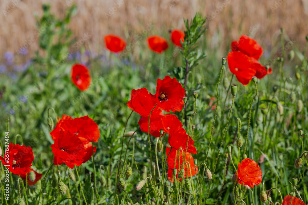 Obraz premium Red poppies in the open air, with blue, green and white backgrounds. with daisies, cornflowers.