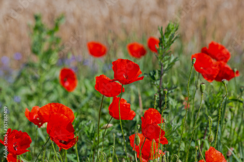 Red poppies in the open air  with blue  green and white backgrounds. with daisies  cornflowers.