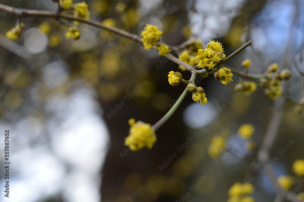 Dogwood Cornus Cornelian branch, soft close up of branch with buds and flowers