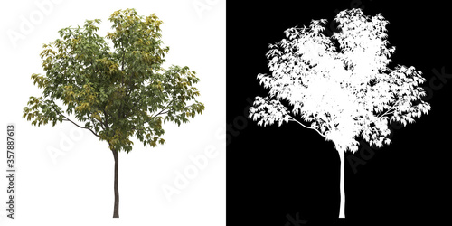 Canvas-taulu Left view of tree (Acer Negundo Odessanum) png with alpha channel to cutout made