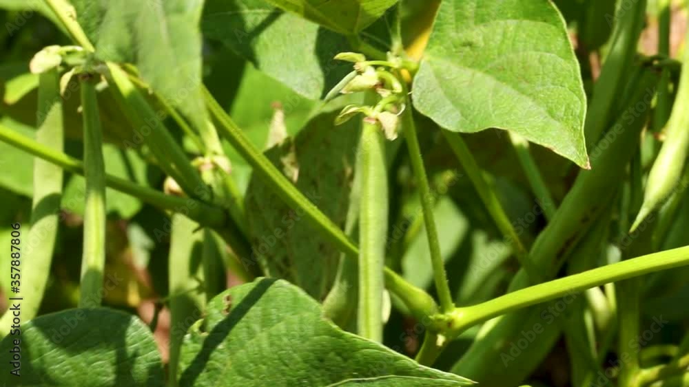 Agribusiness - Bean pod in close-up. High productivity bean plantation fund. - Agriculture Agribusiness - Bean pod in close-up. High productivity bean plantation fund. - Agriculture