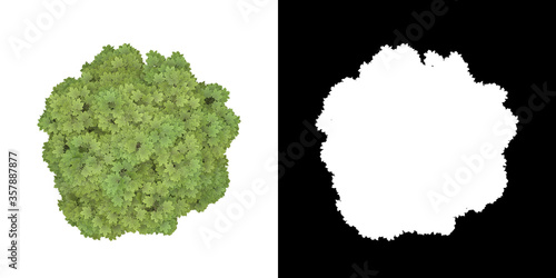 Top view of tree (Acer Platanoides) png with alpha channel to cutout made with 3D render