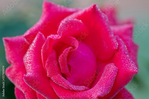 Pink Rose Closeup
