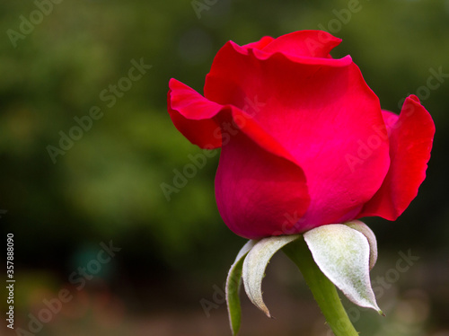 Pink Rose bud closeup
