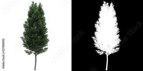 Left view of tree (Carpinus Betulus Frans Fontaine) png with alpha channel to cutout made with 3D render