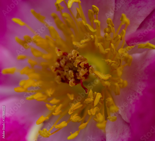Pollen closeup