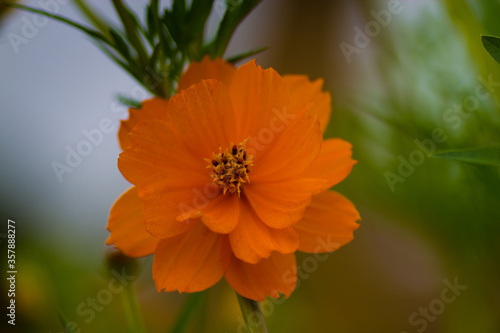 Yellow Flower