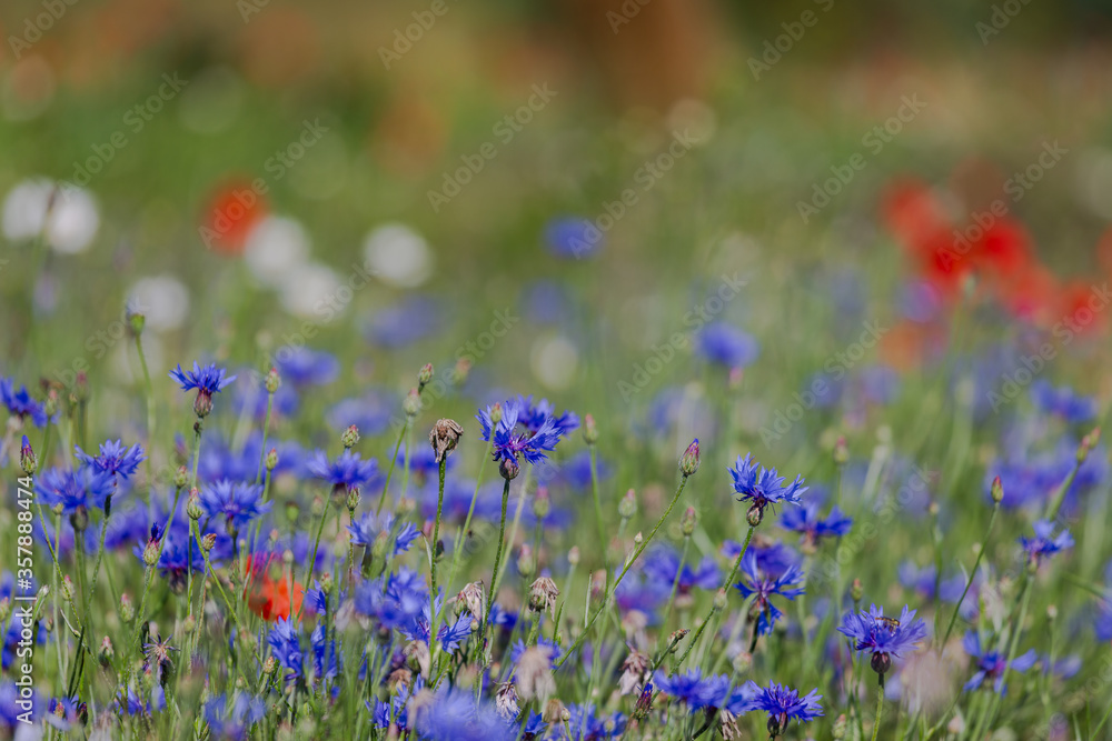Red poppies in the open air, with blue, green and white backgrounds. with daisies, cornflowers. Red poppies in the open air, with blue, green and white backgrounds. with daisies, cornflowers.