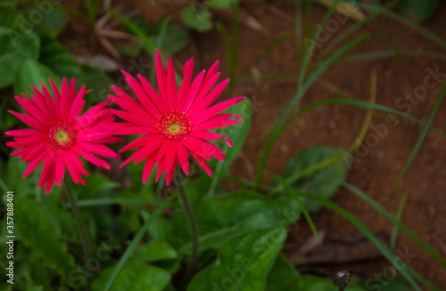 Chrysanthemum Pink