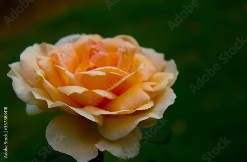 Yellowish Orange rose