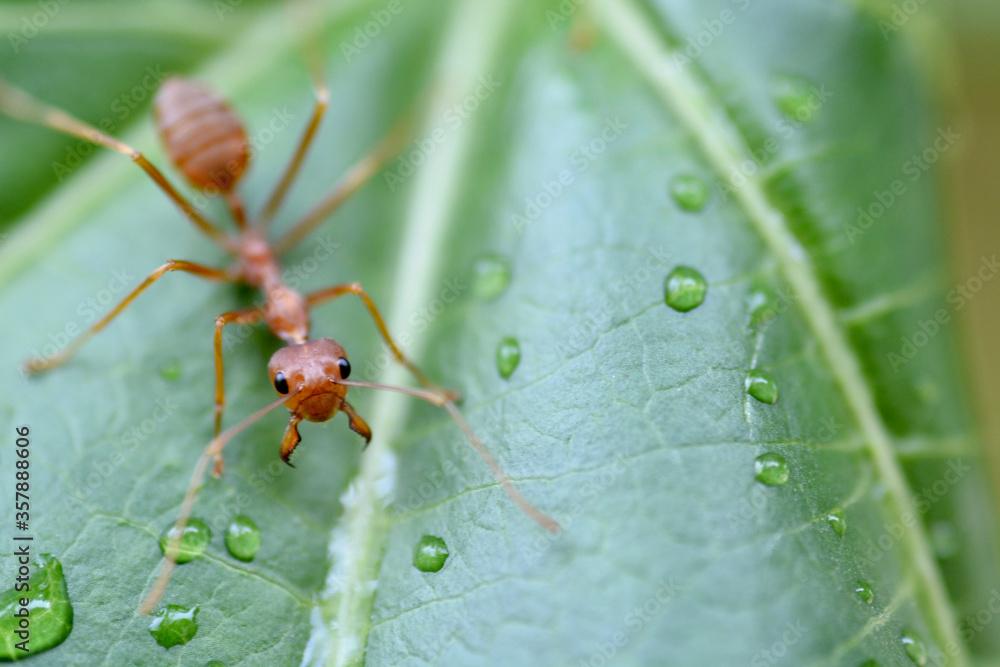 macro ant on a green leaf macro ant on a green leaf