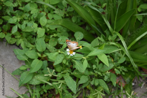 butterfly on a flower