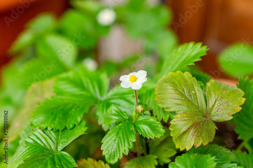 Pretty white flowers of heirloom wild alpine strawberry plant growing in a ceramic pot on a balcony as a part of urban gardening project as seen on a sunny summer day in Trento, Italy, Europe