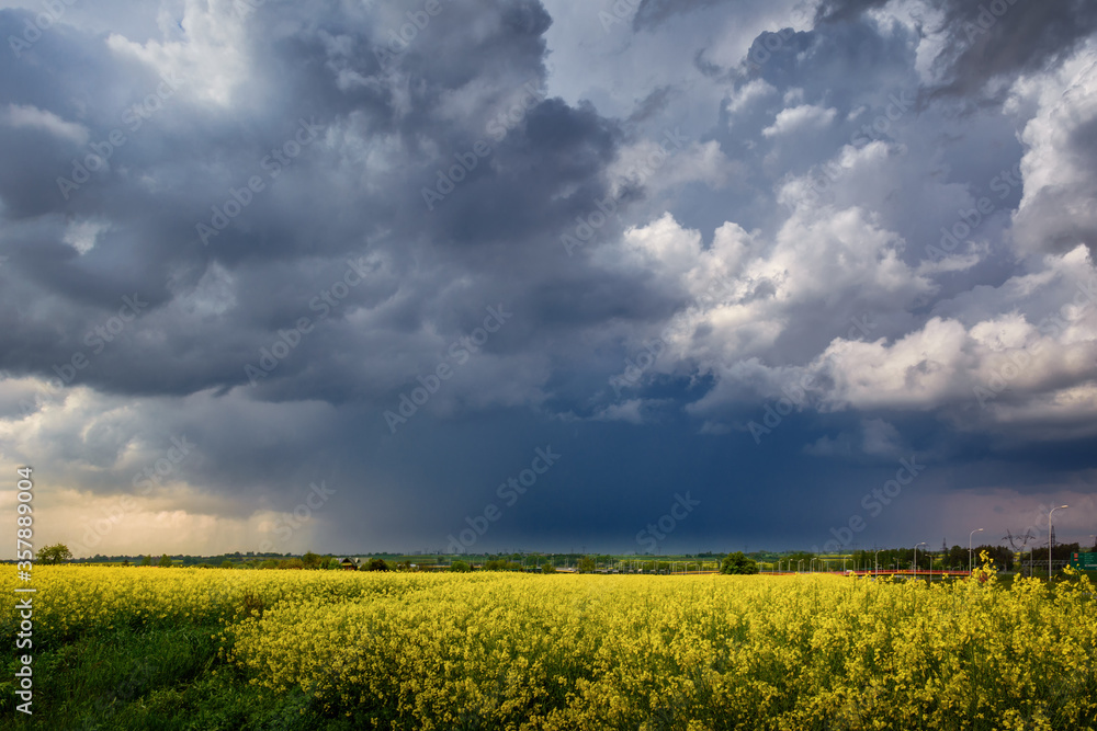 Obraz premium field of yellow rape and storm clouds