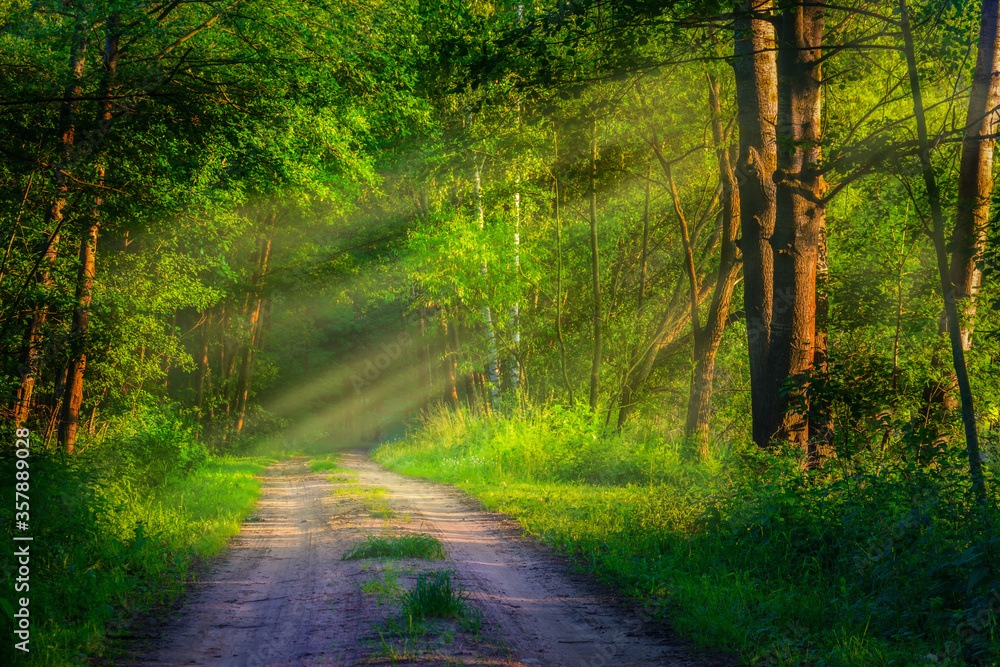 Fototapeta premium road in the sunrise forest