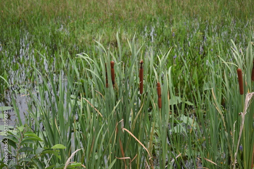 swamp grass