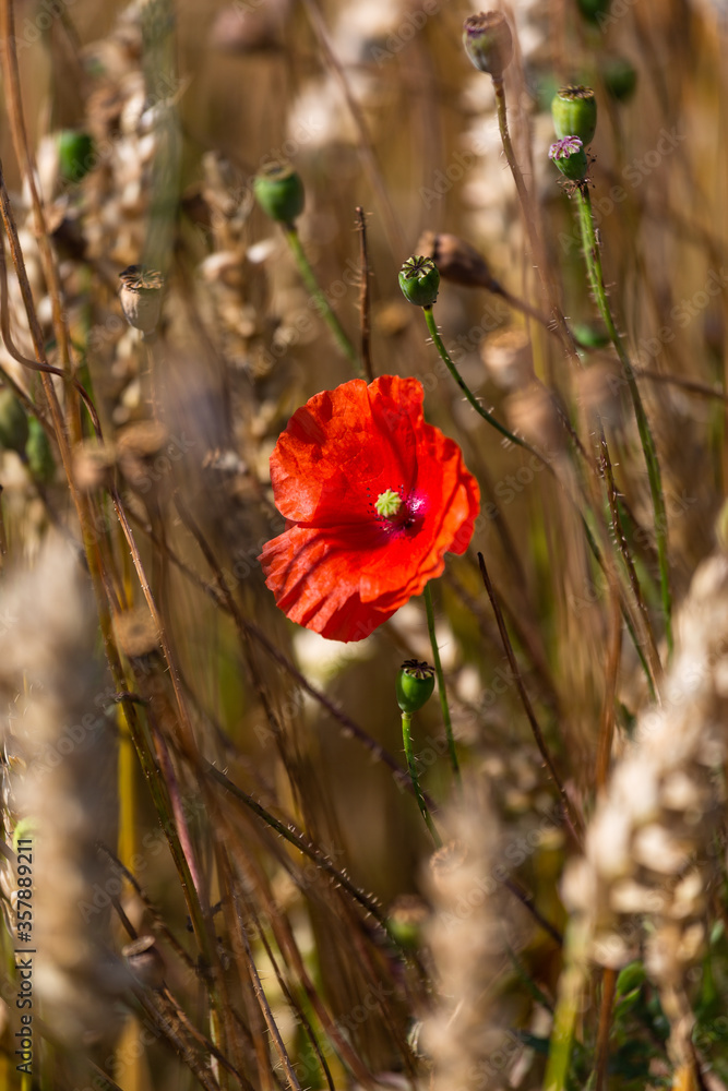 Red poppies in the open air, with blue, green and white backgrounds. with daisies, cornflowers. Red poppies in the open air, with blue, green and white backgrounds. with daisies, cornflowers.