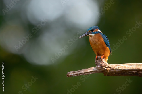 Common Kingfisher sitting on a branch and ready for diving for fish in the Netherlands © henk bogaard