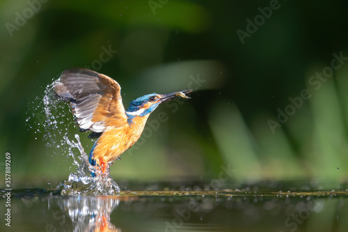 Common Kingfisher comming out of the water after diving for fish in the Netherlands © henk bogaard