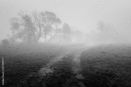 foggy morning in the forest