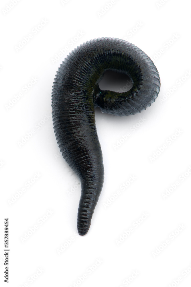 Black river is a huge leech isolated on white background Stock Photo