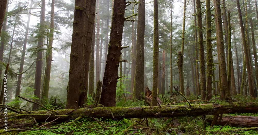 Panning time lapse shot of tall trees in woodland during foggy weather - Oregon, Oregon Panning time lapse shot of tall trees in woodland during foggy weather - Oregon, Oregon