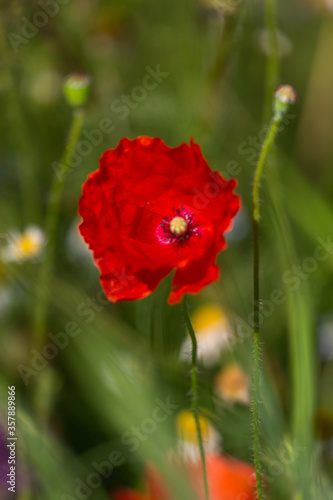 red poppies in a cereal field with green and yellow backgrounds