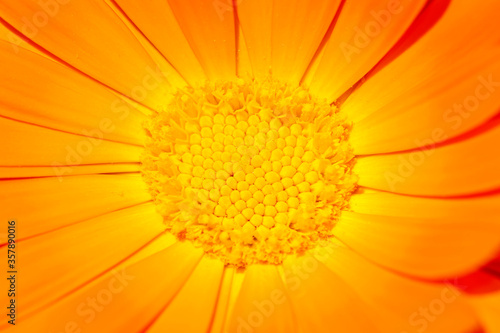Closeup of an orange and yellow flower.