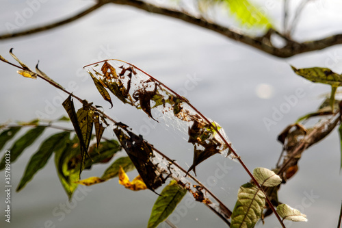 Damage left by adult Spotted Lanternfly (Lycorma delicatula) colony on a Tree of Heaven (Ailanthus altissima) in Montgomery County, Pennsylvania.

