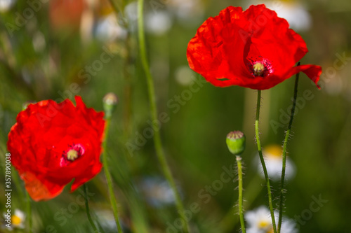 red poppies in a cereal field with green and yellow backgrounds