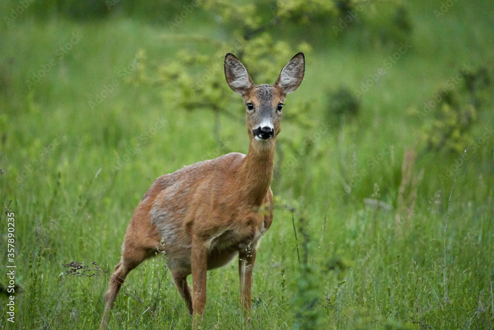 Roe deer in the forest Roe deer in the forest