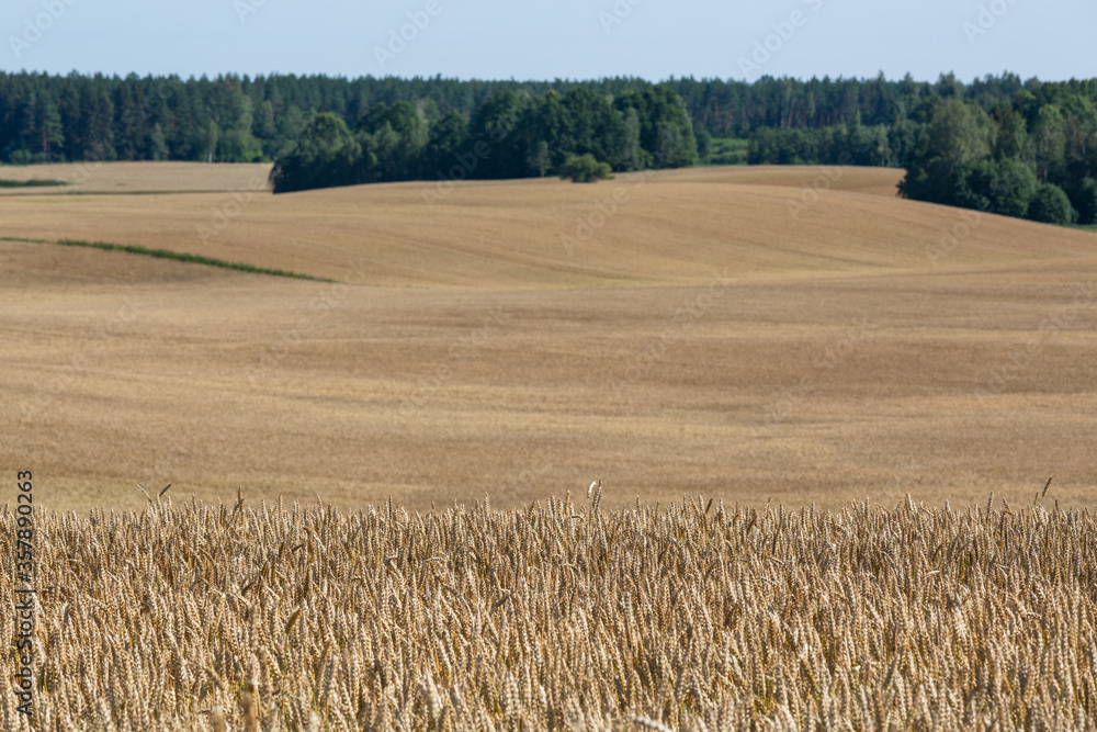 Fototapeta premium ripened cereal fields in summer