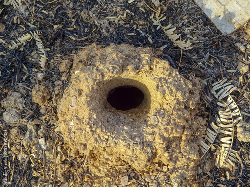 Deep Rathole in the backyard photo