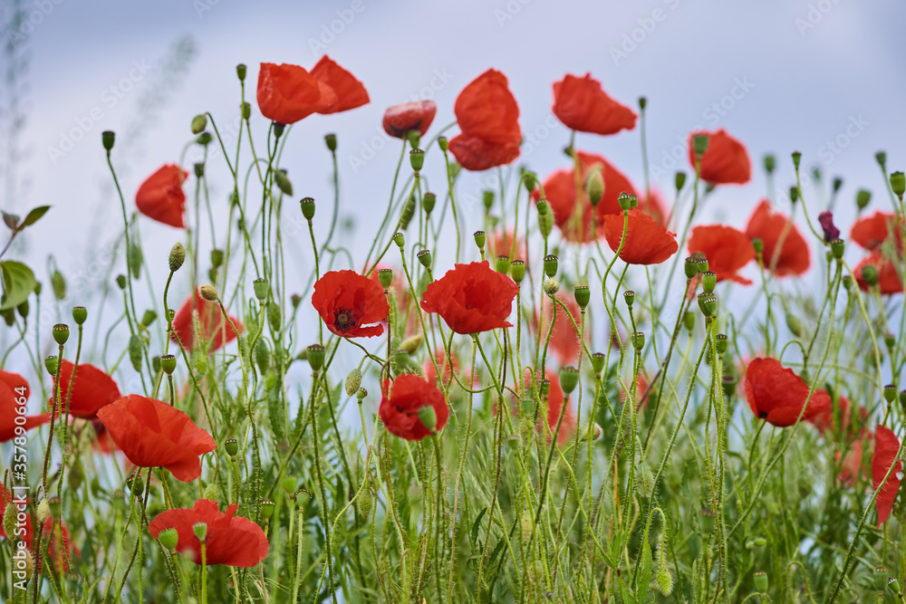 Obraz premium Poppy flowers closeup