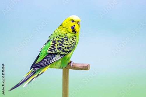 Budgerigar (Melopsittacus undulatus).